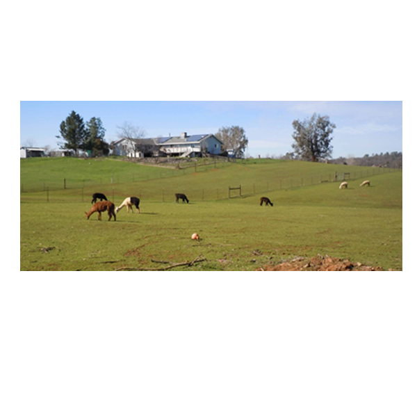 picture of pasture with alpacas