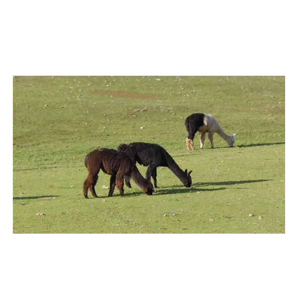 picture of alpacas