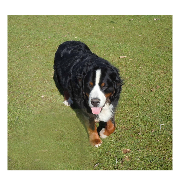 picture of Bernese Mountain Dog