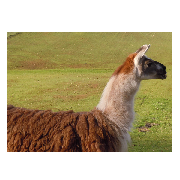 picture of Llama