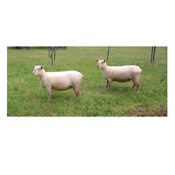 picture of two lambs