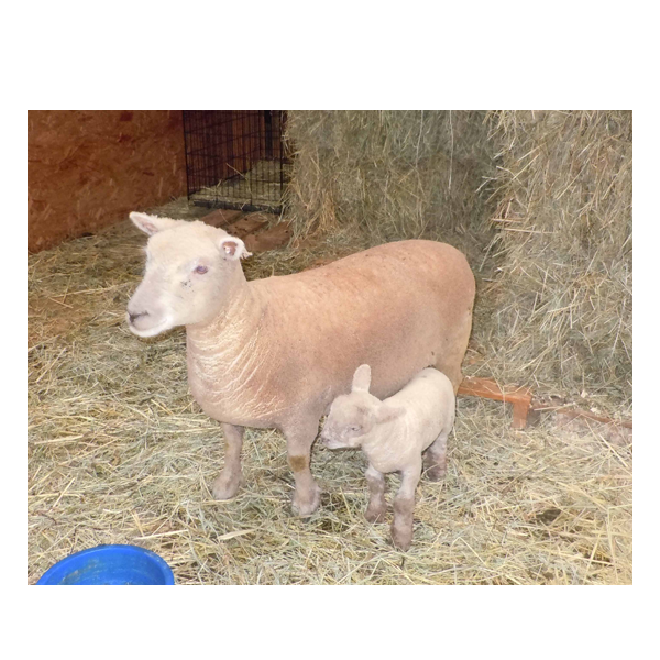 picture of mother sheep and lamb