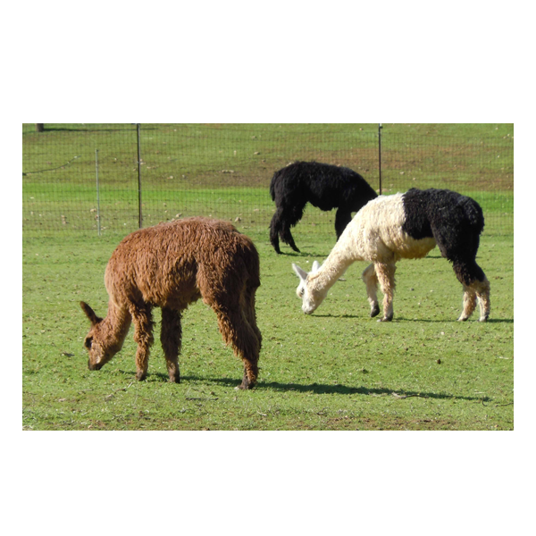picture of alpacas