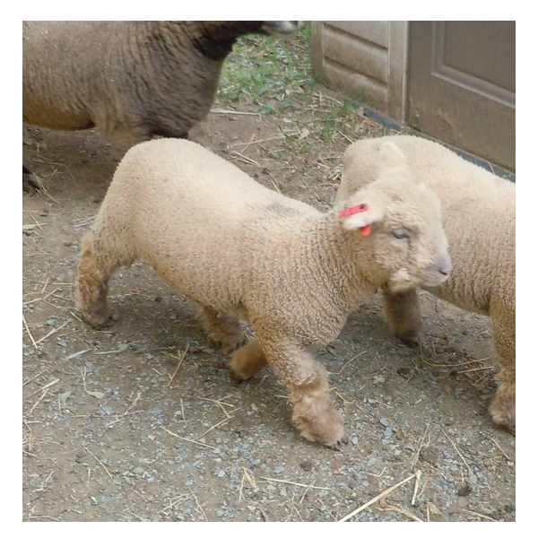 picture of lambs