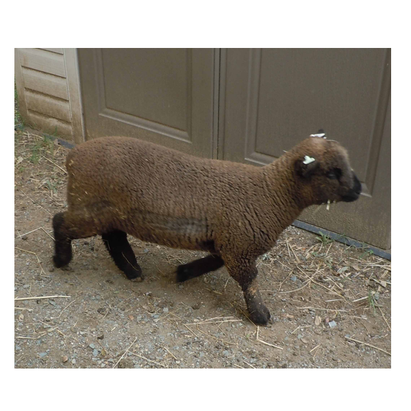 picture of sheep