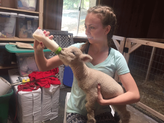 picture of girl feeding lamb