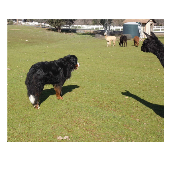 picture of Bernese Mountain Dog