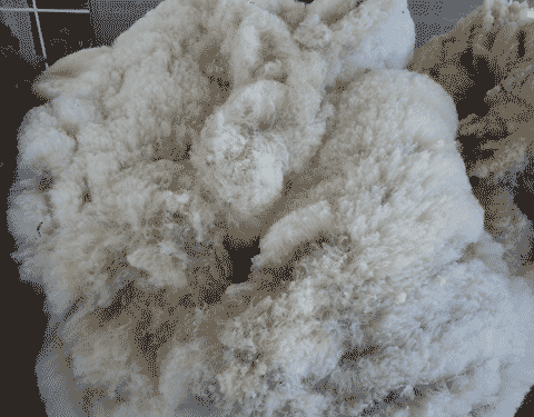 picture of alpaca fleece