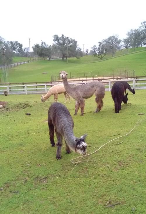 picture of grey and black alpaca grazing