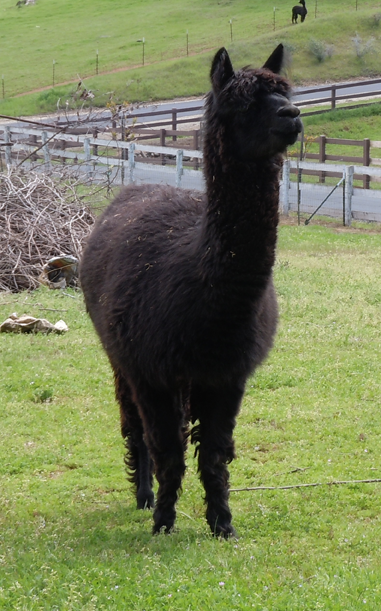 picture of black alpaca