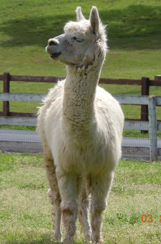 picture of white alpaca
