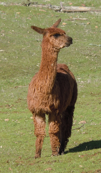 picture of brown alpaca