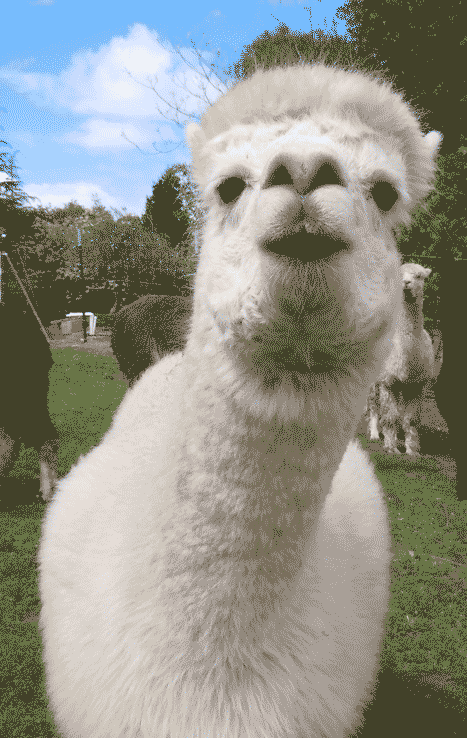 picture of white alpaca