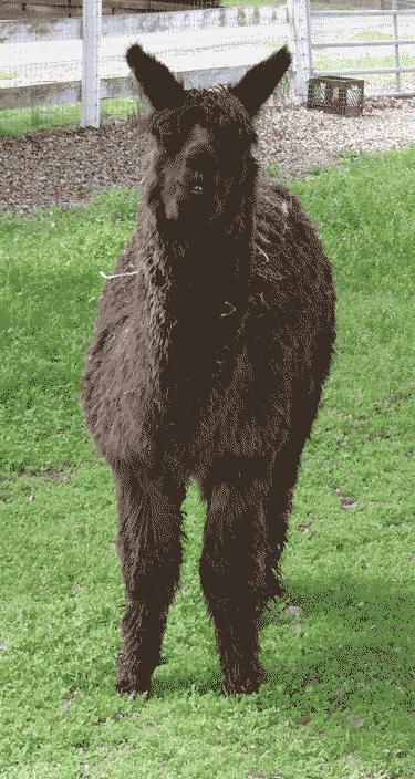 picture of dark brown alpaca