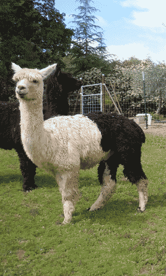 picture of black and white alpaca