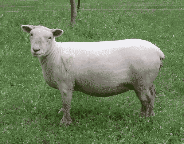 picture of shorn sheep with heart