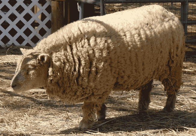 picture of unshorn white sheep
