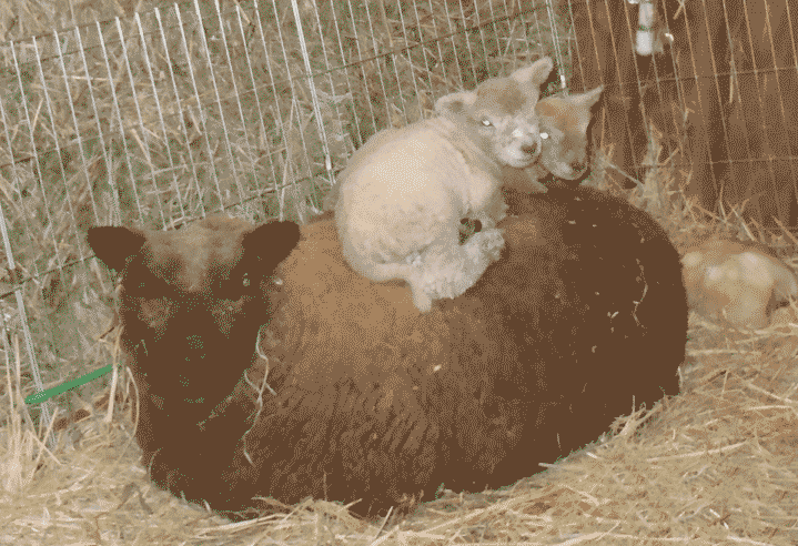 picture of mother sheep and lambs