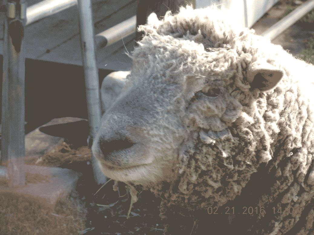 picture of sheep head